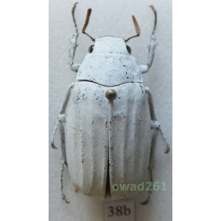 Lepidiota stigma (Fabricius, 1798) 27mm Thailand38b